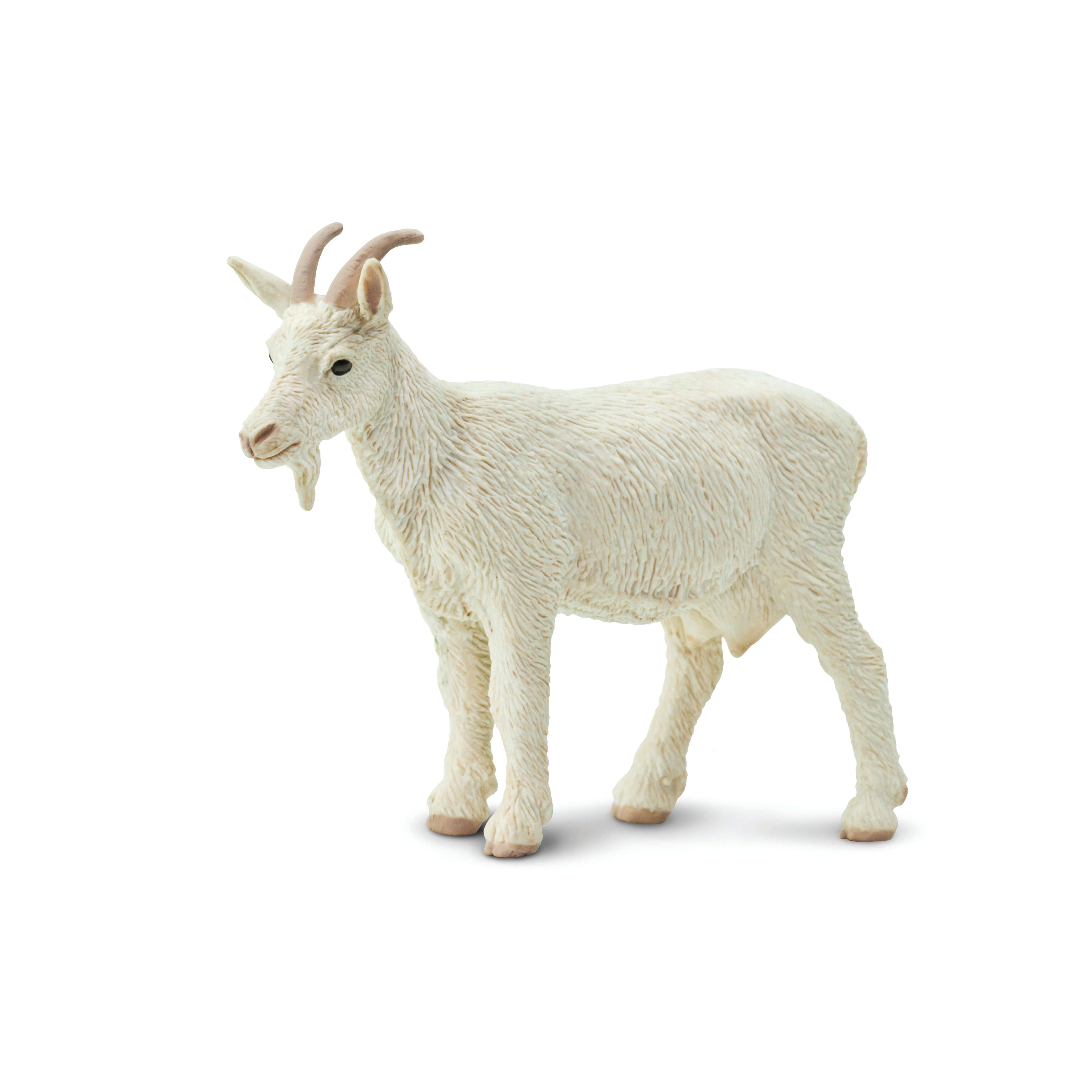 Kid Goat