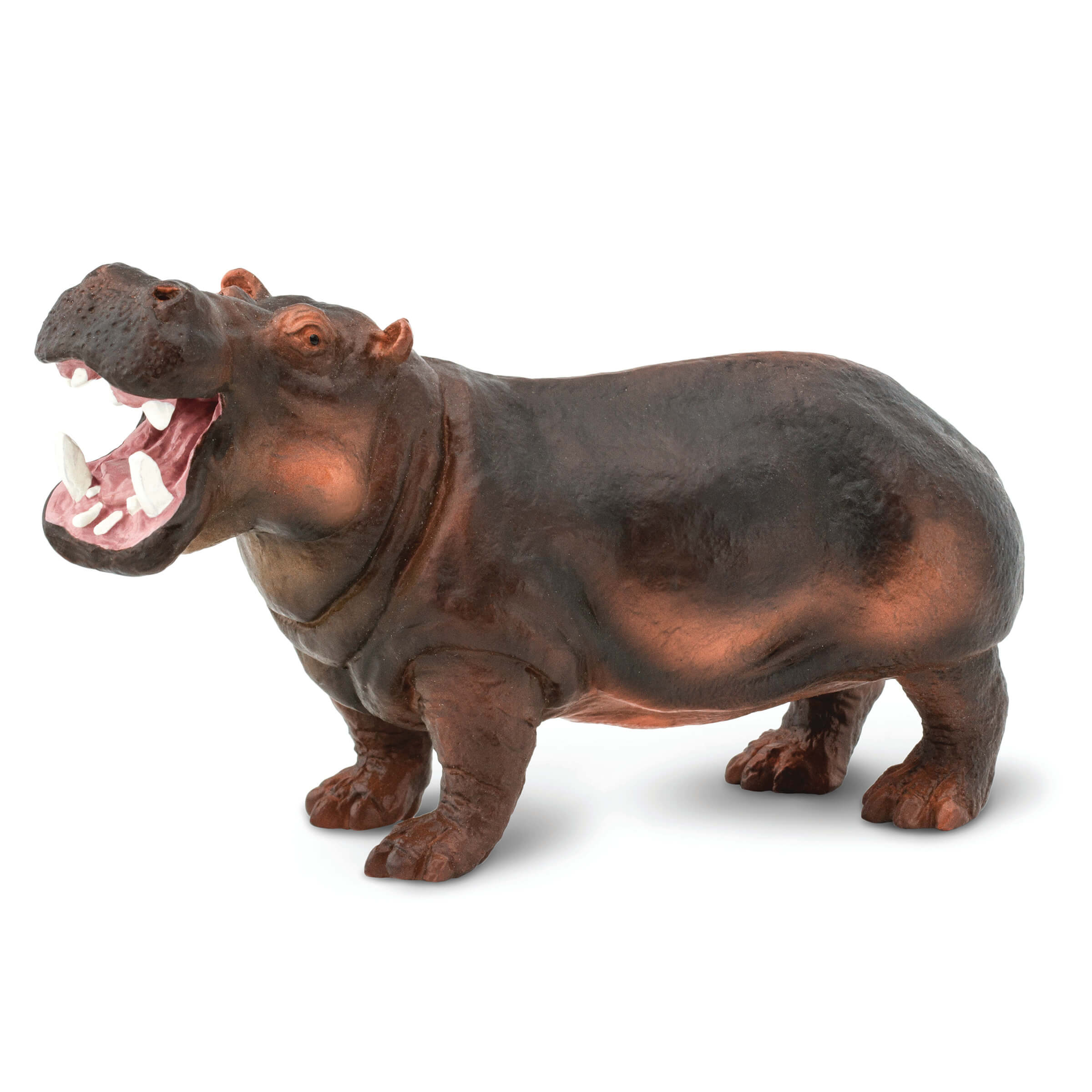 Hippopotamus