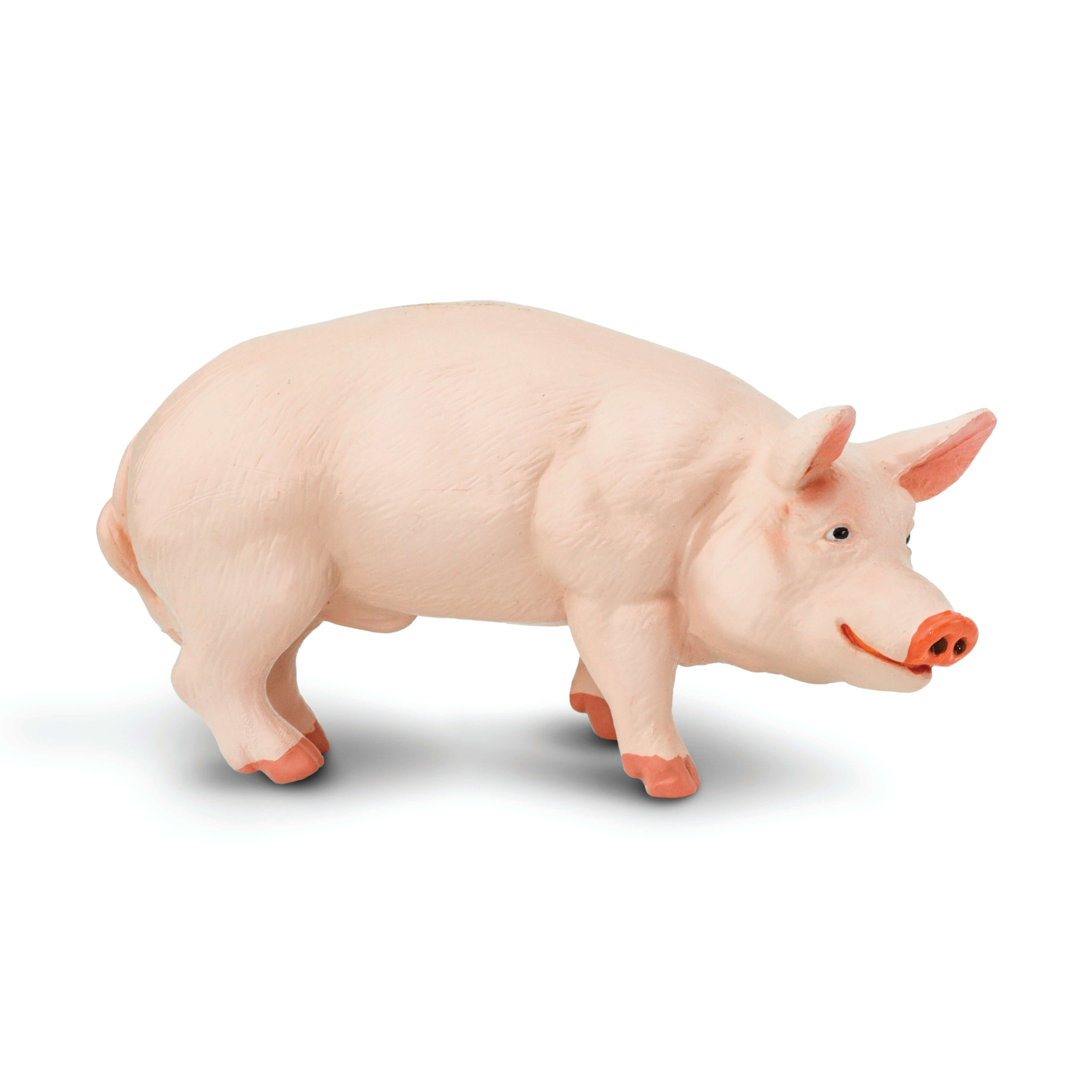 Pig/Boar