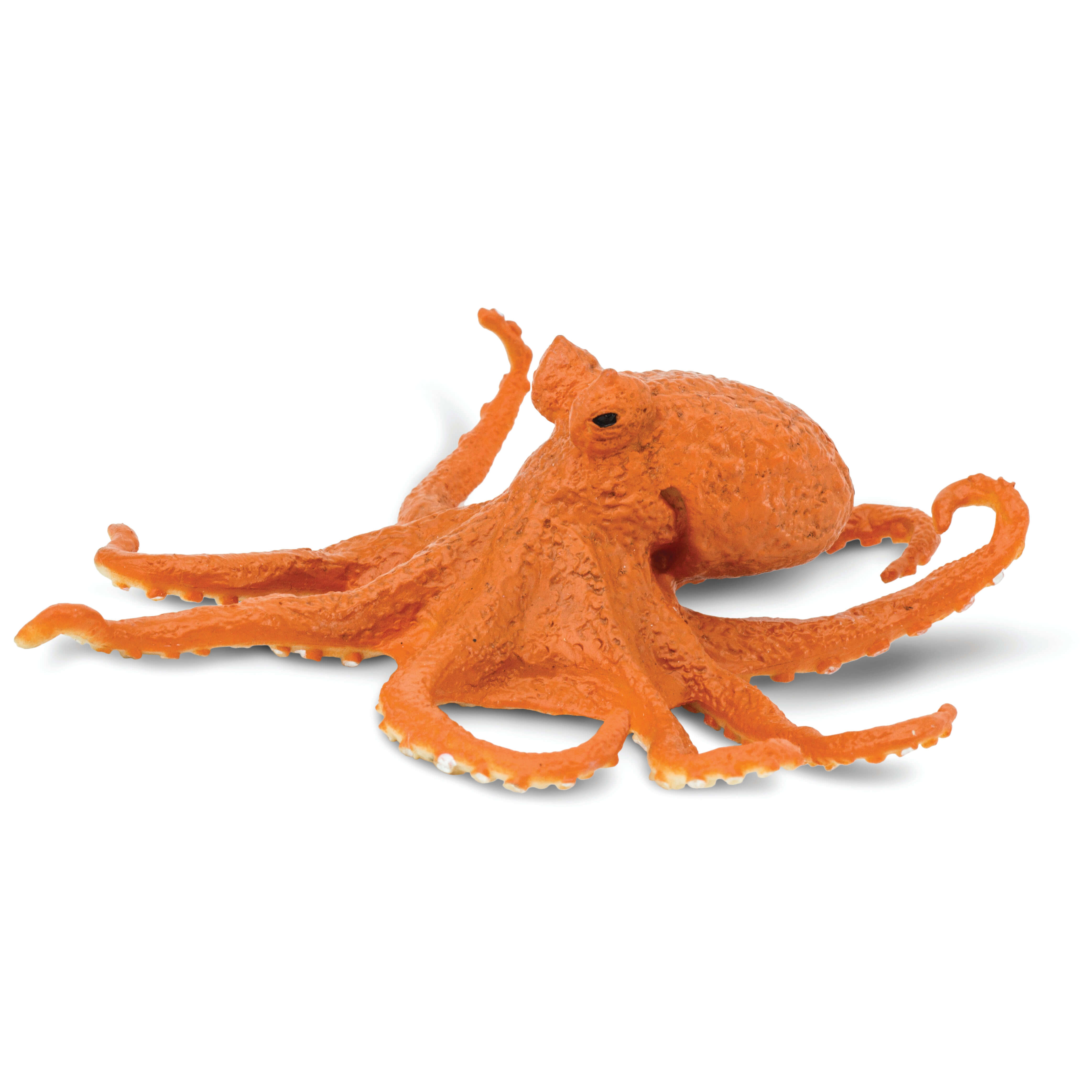 Octopus