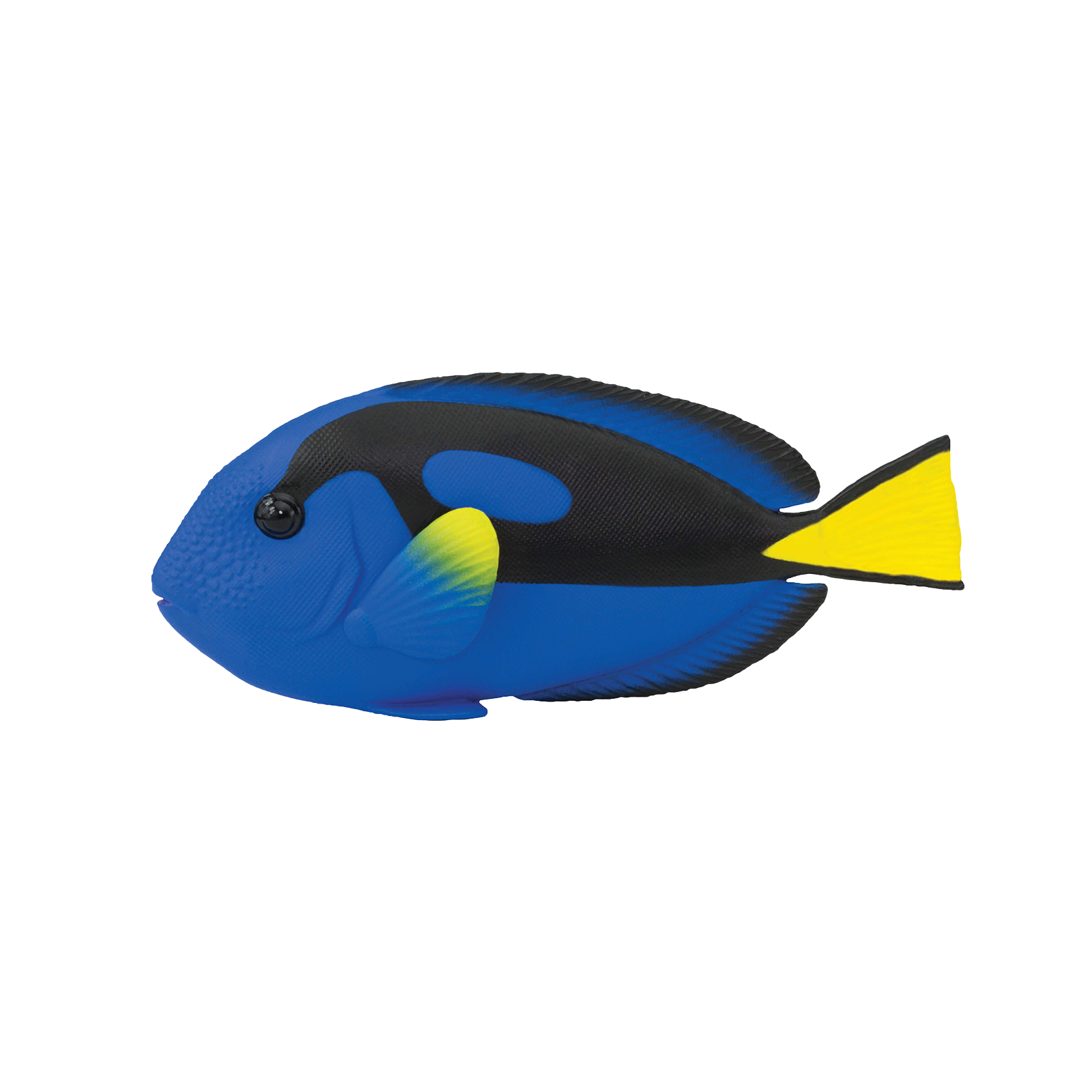 Blue Tang