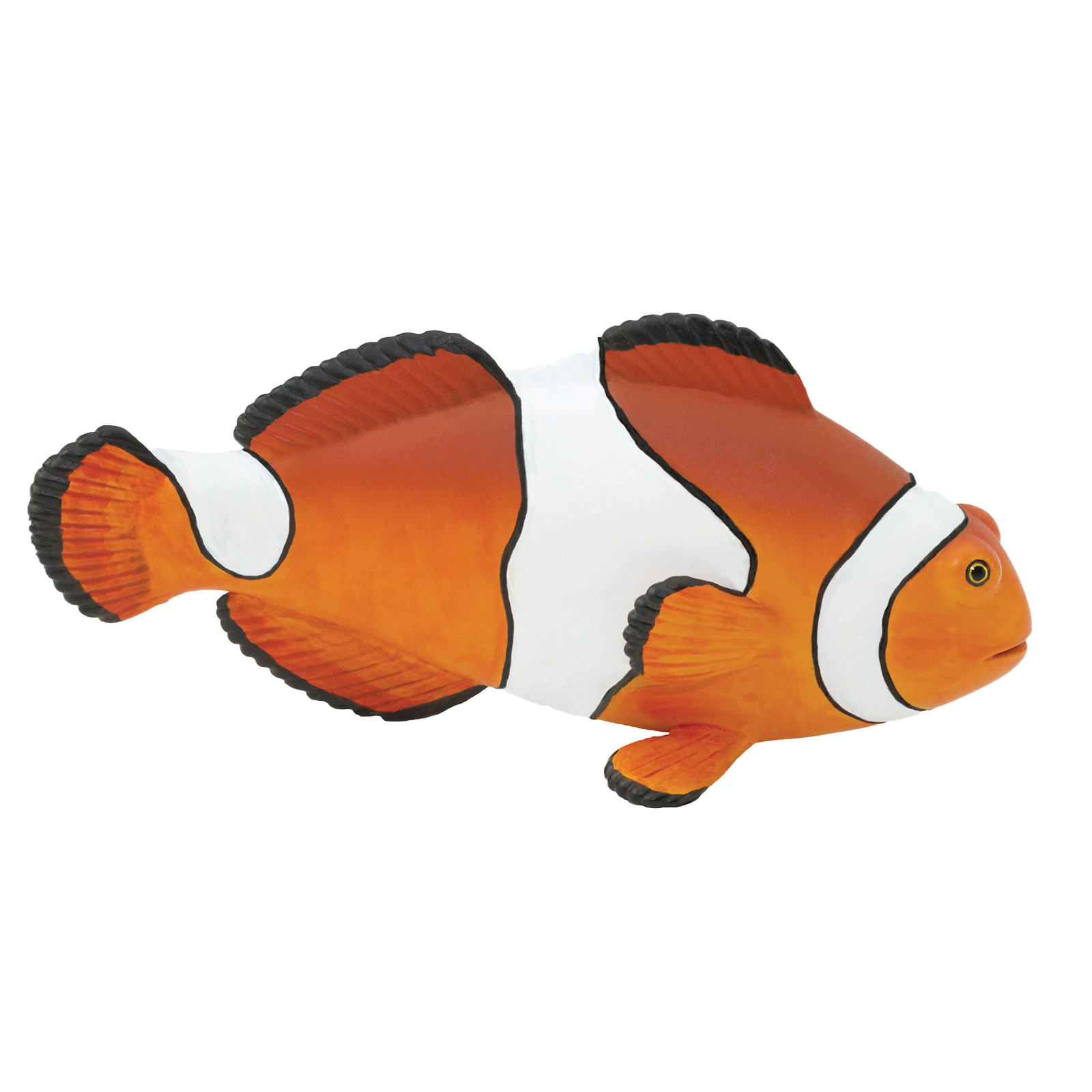 Clown Anemonefish