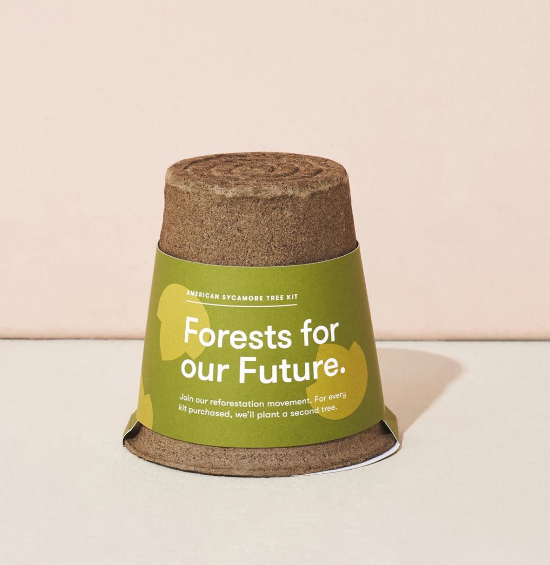 Grow a Tree Kit - American Sycamore