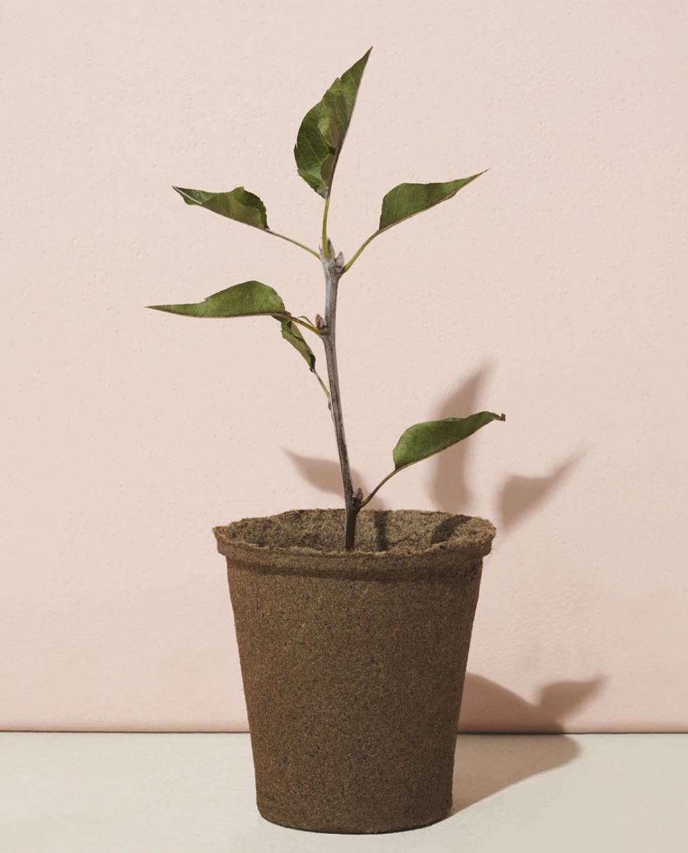 Grow a Tree Kit - American Sycamore
