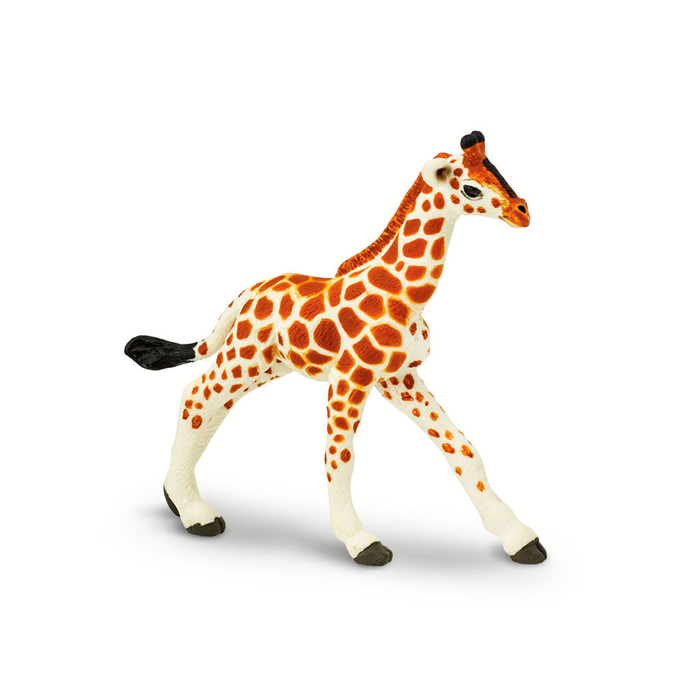 Reticulated Giraffe Baby