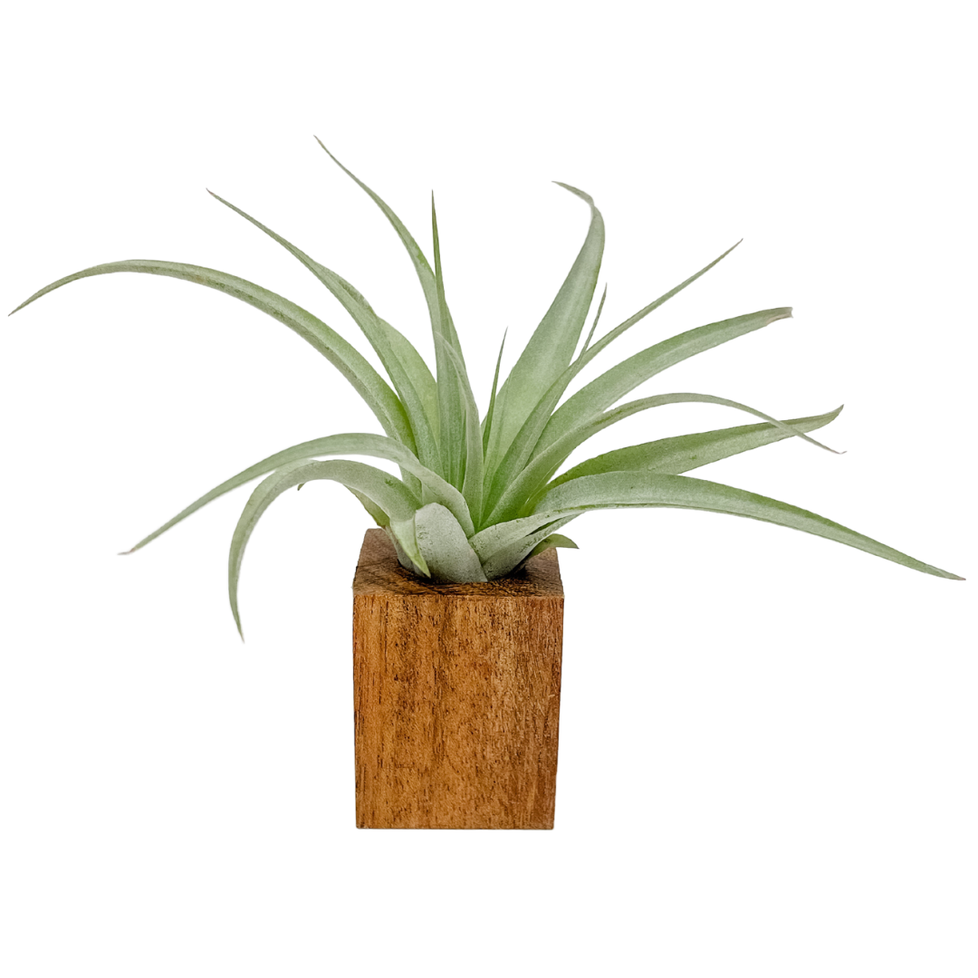 Air Plant with Wooden Holder