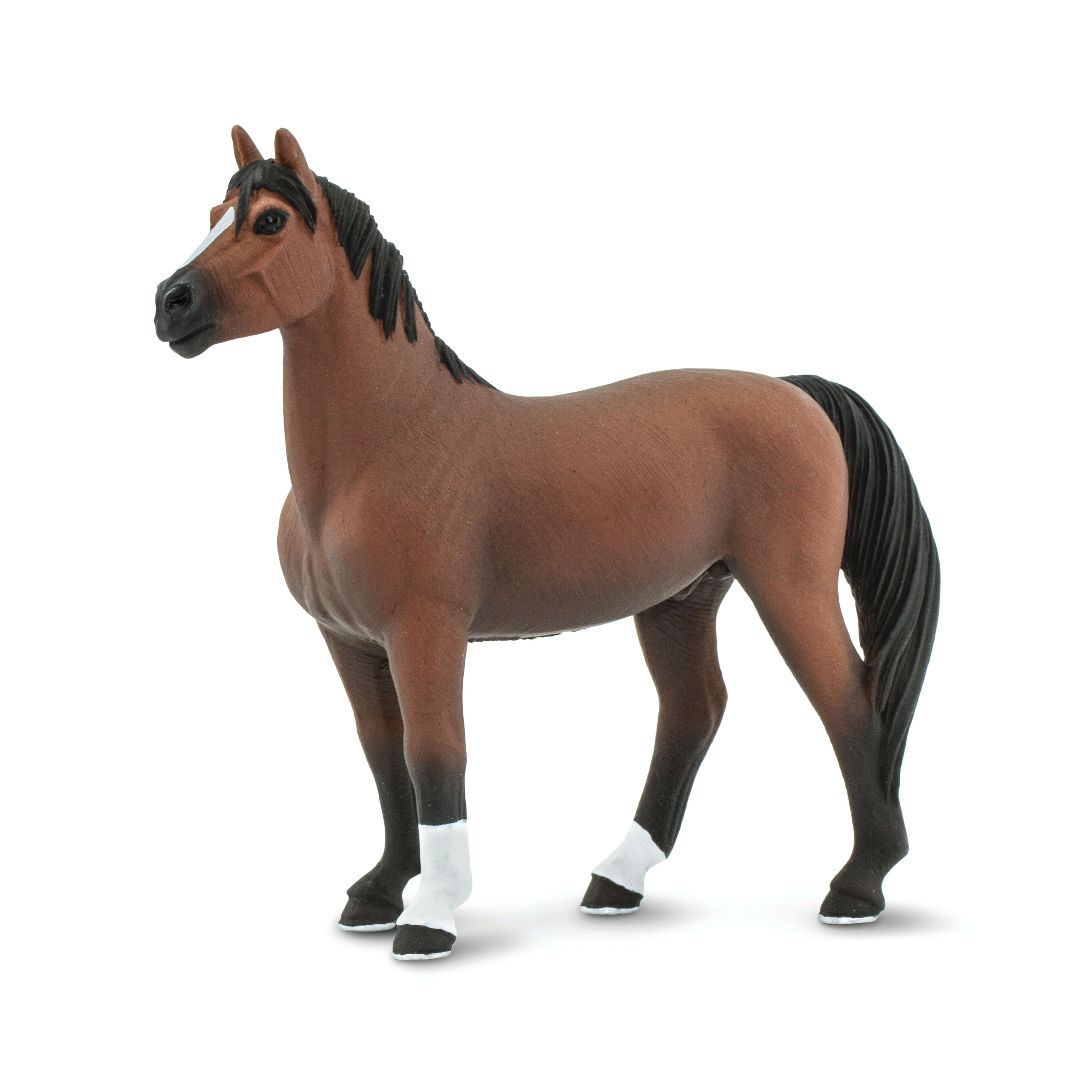 Horse/Morgan Stallion