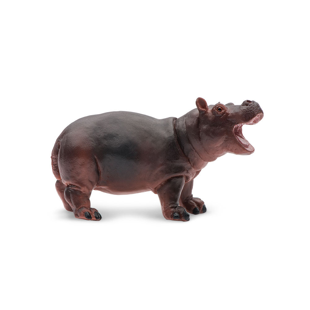 Hippopotamus Baby